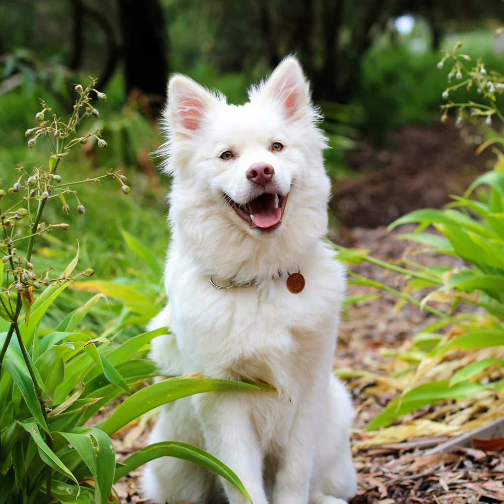 Pampure Your Pup