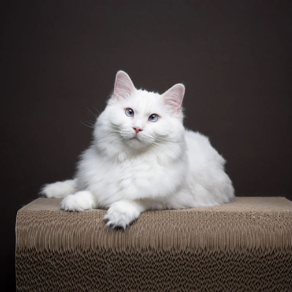 Keep Your Cat Happy