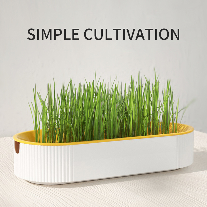 Cat Grass Box