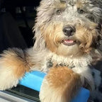 Dog leaning chin on comfortable car window support pad during travel