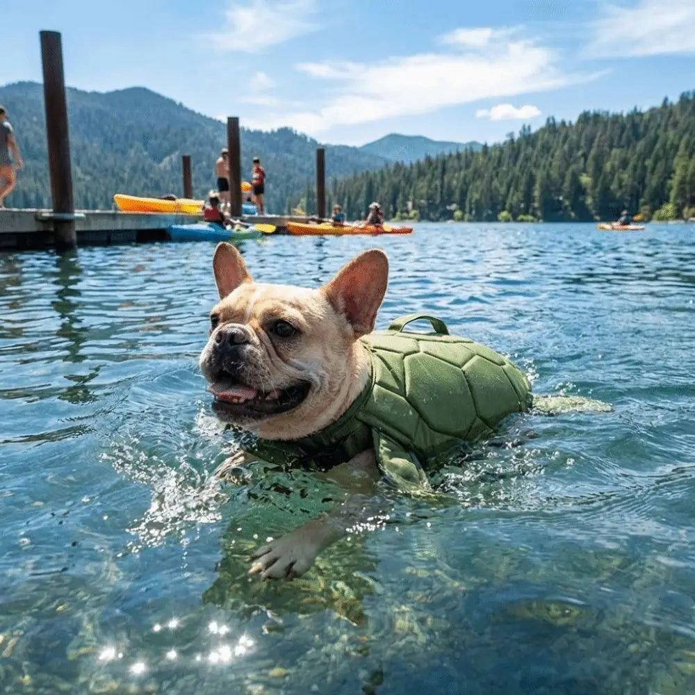 Dog swimming in pool with turtle shell buoyancy life jacket