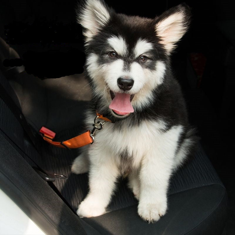 Heavy duty pet car seat belt harness connector for travel safety